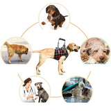 Orthopedic Dog Support Harness – Front & Rear Leg Options, Adjustable Polyester, 4 Sizes