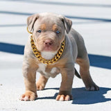 Noxord | Pet Jewelry Thick Gold Chain Collar