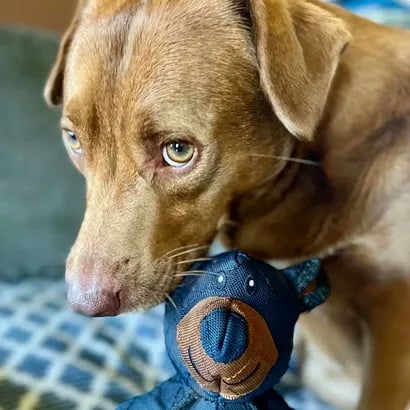 Dog Chew Toy for Aggressive Chewers – Triple-Reinforced, Teeth-Cleaning & Non-Toxic