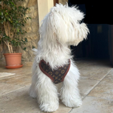 Dog Harness & Leash Set – Soft Breathable No-Pull Chest Ring, Adjustable & XS-XL Sizes