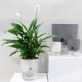 Optimized Product Title: **Selbstbewässernder Blumentopf – Automatisches Bewässerungssystem für gesunde Pflanzen, nie wieder vertrocknet!** 

This title includes keywords that enhance search visibility while clearly conveying the product's benefits.