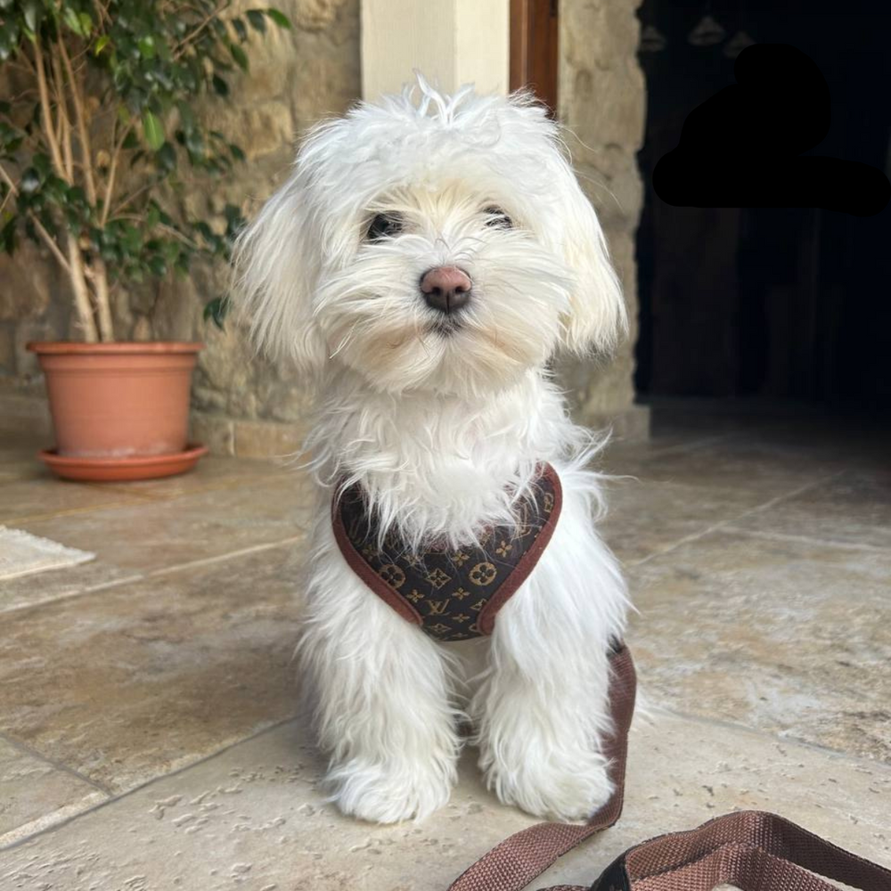 Dog Harness & Leash Set – Soft Breathable No-Pull Chest Ring, Adjustable & XS-XL Sizes
