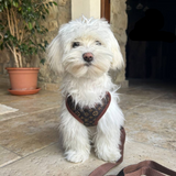 Dog Harness & Leash Set – Soft Breathable No-Pull Chest Ring, Adjustable & XS-XL Sizes