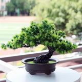 "Immergrüner Bonsai – Pflegeleichter, Immergrüner Miniaturbaum für Innen- und Außenbereich" 

This enhanced title includes keywords that potential customers might search for, such as "pflegeleicht" (easy care), "miniaturbaum" (miniature tree), and specifi