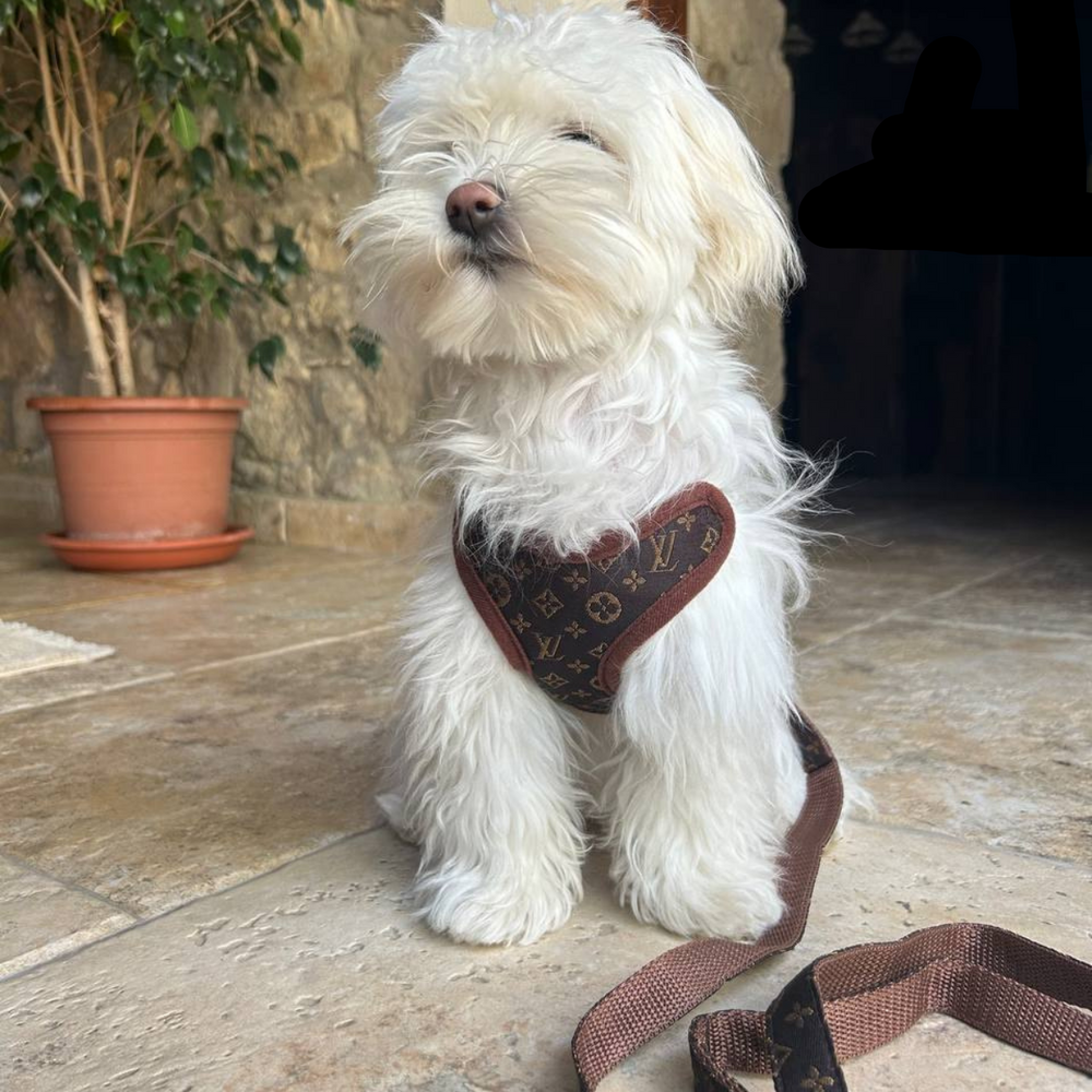 Dog Harness & Leash Set – Soft Breathable No-Pull Chest Ring, Adjustable & XS-XL Sizes
