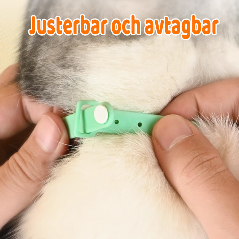 Cat Laser Collar – Motion-Activated, USB Rechargeable & 41° Adjustable Angle