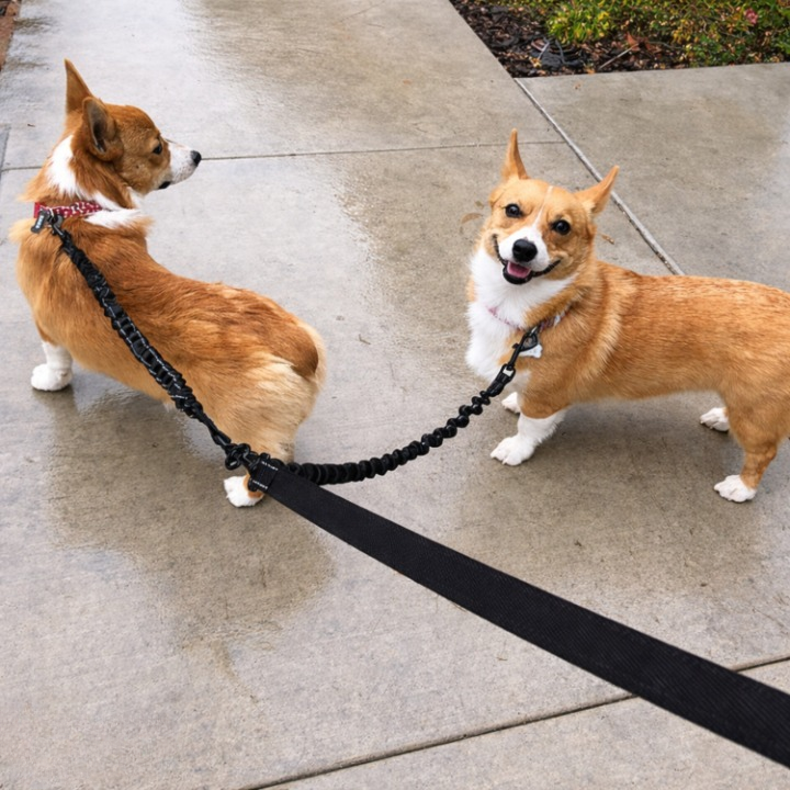 Double Dog Leash – 360° Swivel, Shock-Absorbing Bungee & Durable Nylon for Two Dogs
