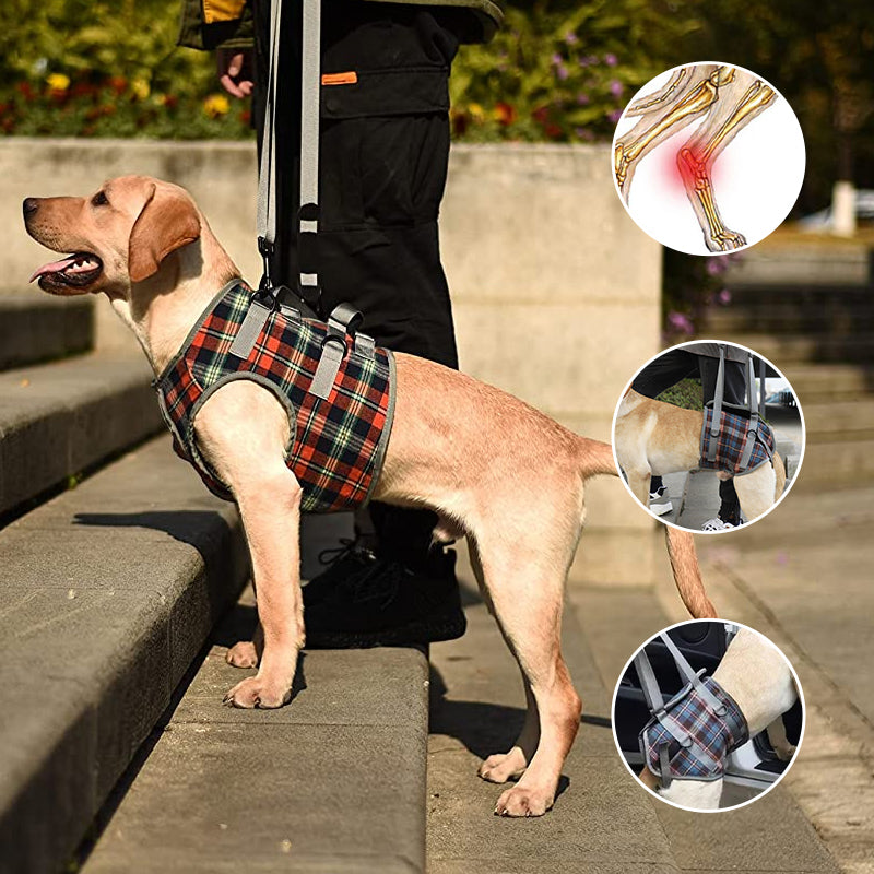 Orthopedic Dog Support Harness – Front & Rear Leg Options, Adjustable Polyester, 4 Sizes