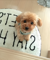 Plush Teddy Dog – Realistic Design, Soft Cuddly Texture & Collector's Gift