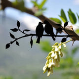 Enhanced Product Title: "Metall Vogel Silhouette – Elegante Wand- und Gartendekoration für Innen und Außen" 

This title includes keywords that potential customers might search for while also emphasizing the product's decorative use in both indoor and out