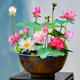 Lotus Seeds – Aquatic Flowering Plant, 10-Seed Pack for Ponds & Gardens