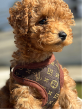 Dog Harness and Leash Set – PawLuxe