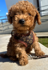 Dog Harness & Leash Set – Soft Breathable No-Pull Chest Ring, Adjustable & XS-XL Sizes