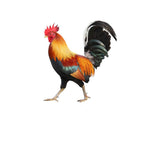 BowLift | Garden figure: Feathered beauty