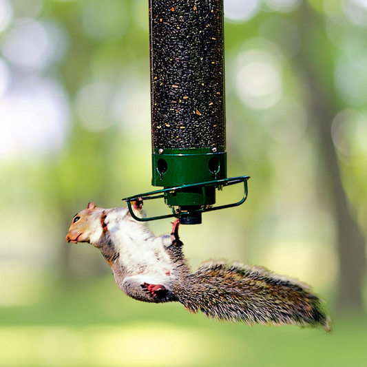 Metal Bird Feeder – Squirrel Proof, Hanging & Backyard