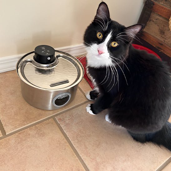 Rechargeable Cordless Cat Water Fountain | Battery-Powered Pet Hydration Station