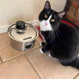 Rechargeable Cordless Cat Water Fountain | Battery-Powered Pet Hydration Station