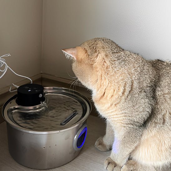 Rechargeable Cordless Cat Water Fountain | Battery-Powered Pet Hydration Station