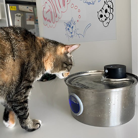 Rechargeable Cordless Cat Water Fountain | Battery-Powered Pet Hydration Station