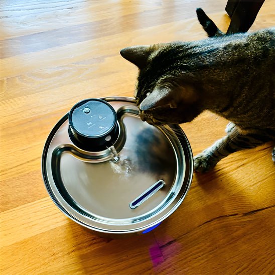 Rechargeable Cordless Cat Water Fountain | Battery-Powered Pet Hydration Station