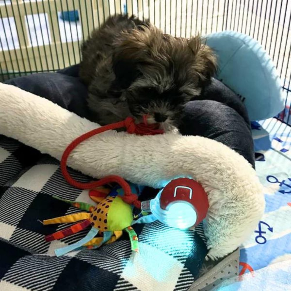 Interactive Self-Rolling Dog Ball – Non-Toxic, Motion-Activated & All Dog Sizes