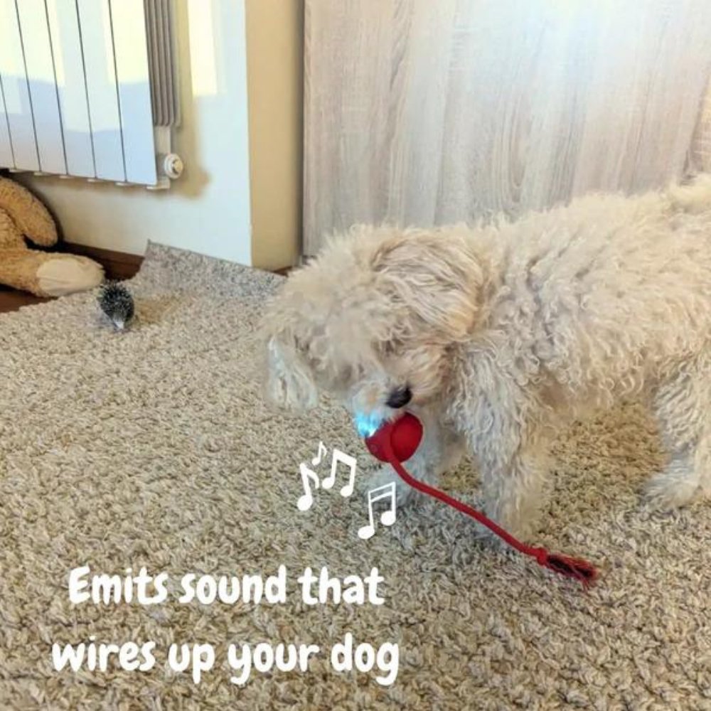 Interactive Self-Rolling Dog Ball – Non-Toxic, Motion-Activated & All Dog Sizes