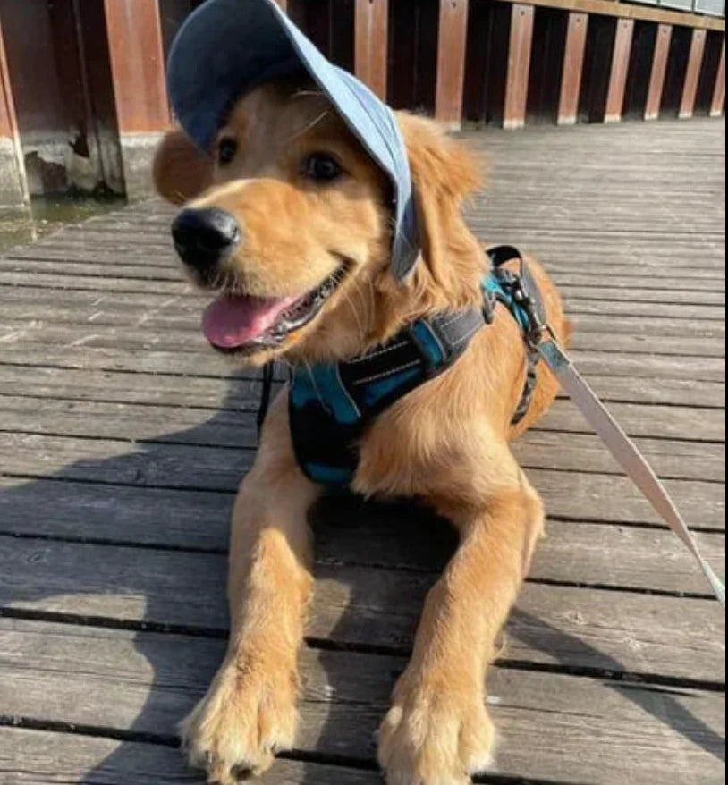 Dog Sun Hat with UV Protection – Adjustable Strap, Ear Holes & Reflective Trim