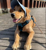 Dog Sun Hat with UV Protection – Adjustable Strap, Ear Holes & Reflective Trim