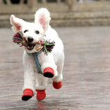 CozyPaws •  Dog Waterproof Boots