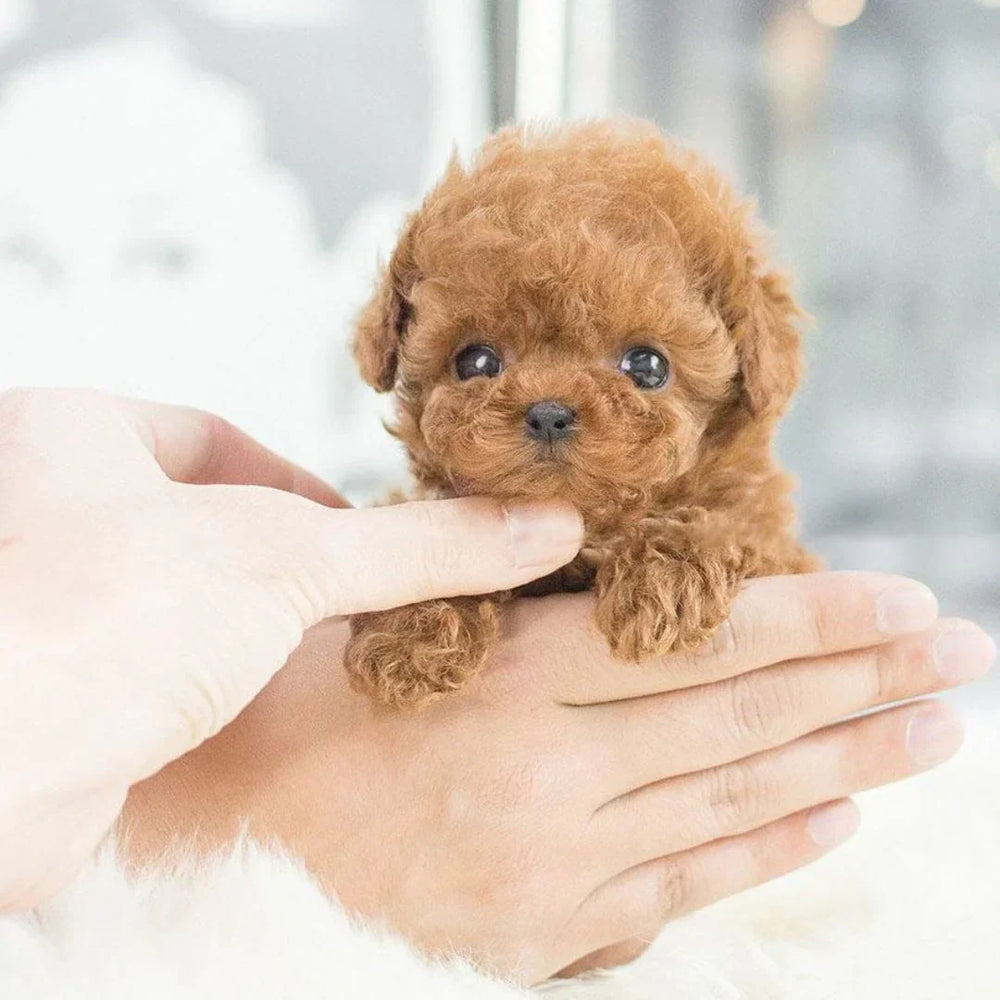 Davy Interactive Plush Puppy - Realistic Stuffed Animal with Movements & Sounds for Kids & Adults | Perfect Gift for Dog Lovers