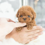 Davy Interactive Plush Puppy - Realistic Stuffed Animal with Movements & Sounds for Kids & Adults | Perfect Gift for Dog Lovers