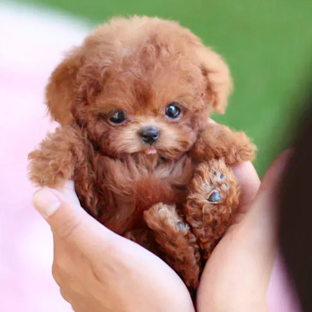 Davy SnugglePup | Realistic Plush Puppy Toy with Lifelike Features - Perfect for Cuddling and Play