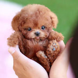 Davy SnugglePup | Realistic Plush Puppy Toy with Lifelike Features - Perfect for Cuddling and Play
