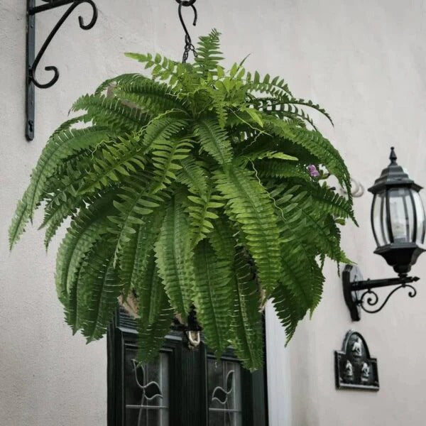 Davy UV Resistant Lifelike Artificial Boston Fern - Realistic Faux Plant for Home Decor, Indoor & Outdoor Use
