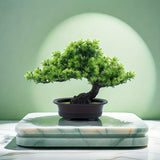 "Immergrüner Bonsai – Pflegeleichter, Immergrüner Miniaturbaum für Innen- und Außenbereich" 

This enhanced title includes keywords that potential customers might search for, such as "pflegeleicht" (easy care), "miniaturbaum" (miniature tree), and specifi