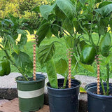 Copper Plant Stakes – 5-Pack, Pure Copper 30cm & Natural Growth Booster