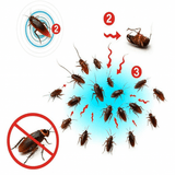 Enhanced Product Title: EXTERMINIQ Cockroach Gel Bait – 3 Pack (10g Each) | Powerful Pest Control Solution for Effective Roach Elimination