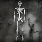Halloween Decoration Skeleton Figure Life-Size Display