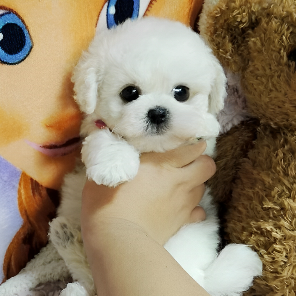 Plush Teddy Dog – Realistic Design, Soft Cuddly Texture & Collector's Gift