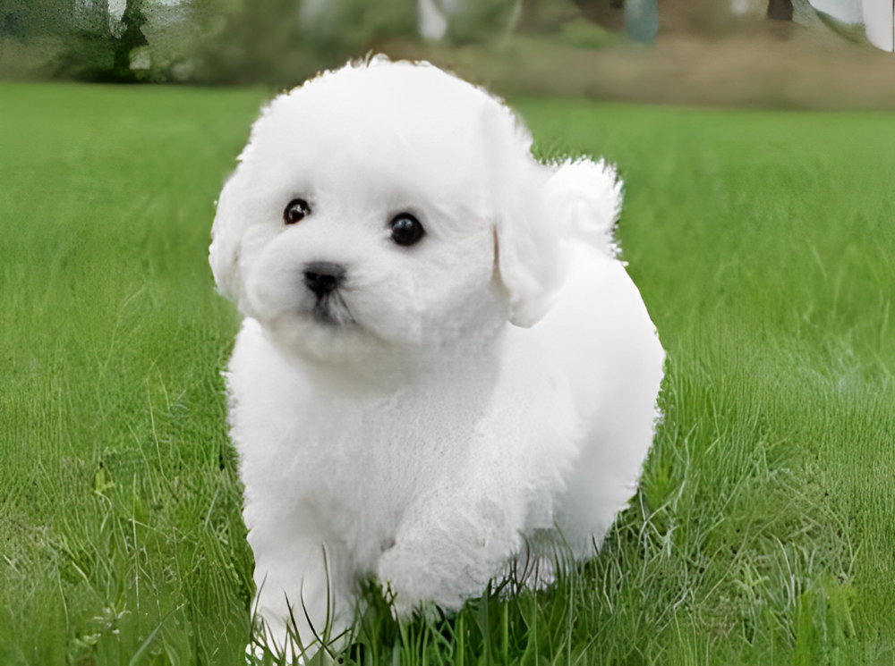 Plush Teddy Dog – Realistic Design, Soft Cuddly Texture & Collector's Gift