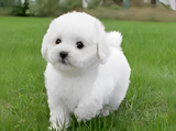 Plush Teddy Dog – Realistic Design, Soft Cuddly Texture & Collector's Gift