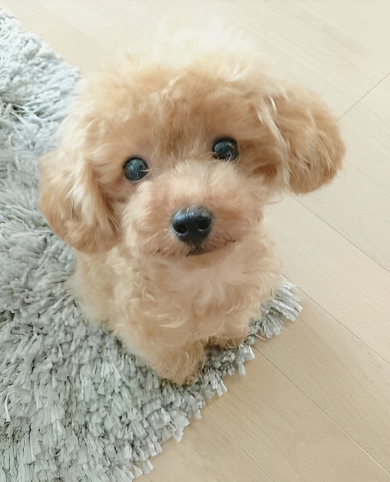 Plush Teddy Dog – Realistic Design, Soft Cuddly Texture & Collector's Gift