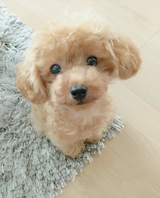 Plush Teddy Dog – Realistic Design, Soft Cuddly Texture & Collector's Gift