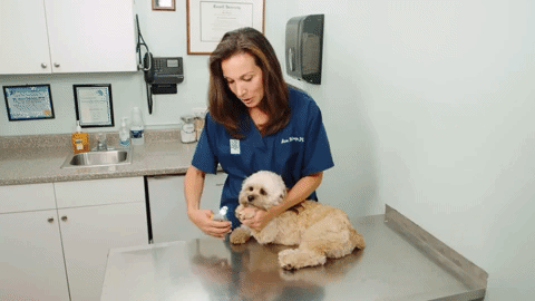 Professional Dog Nail Trimmers with Safety Sensor Light - Quick & Easy Pet Grooming Tool