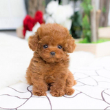 Plush Teddy Dog – Realistic Design, Soft Cuddly Texture & Collector's Gift
