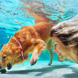 Optimized Product Title: "Fernbedienbares Hundehalsband bis 1000m - Ideal für entspannte Spaziergänge mit Ihrem Hund" 

This title includes relevant keywords while maintaining clarity and appeal for potential buyers.