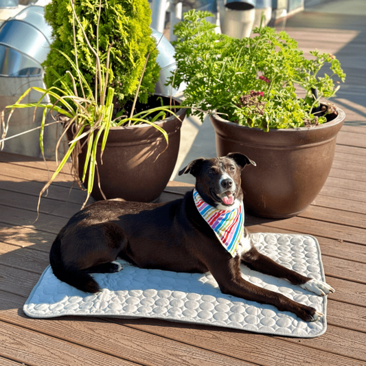 Dog Cooling Mat – Machine Washable, Multiple Sizes & No Power Needed