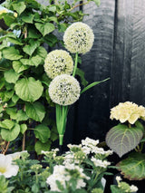 Solar Garden Stake Lights – 3 Flower Globes, 70cm Height & Weatherproof