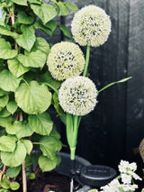 Solar Garden Stake Lights – 3 Flower Globes, 70cm Height & Weatherproof