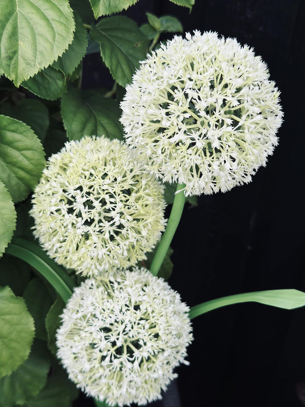 Solar Garden Stake Lights – 3 Flower Globes, 70cm Height & Weatherproof